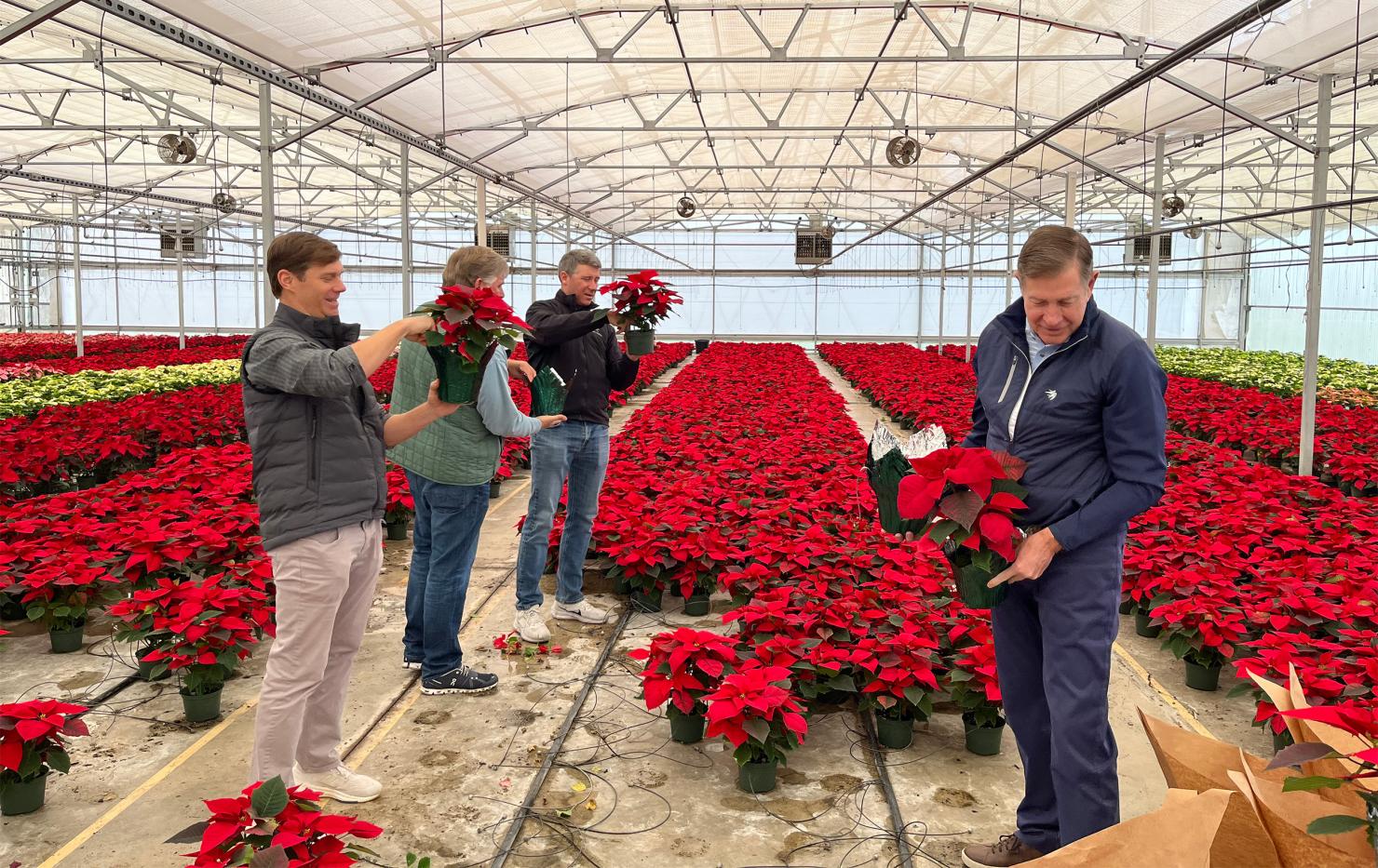 EnCap Partners work on sleeving poinsettias in the large greenhouse.